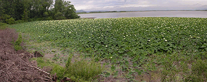 American Lotus <i>Nelumbo lutea</i> are common in backwater areas subject to high flooding. 
<br></br>
Image Credit: Peter M. Dziuk, <i> MinnesotaWildflowers.info</i>