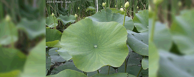 American Lotus leaves are 12-18 inches across, deep green, and can rise a foot or more above the water. 
<br></br>
Image Credit: Peter M. Dzuik, <i> MinnesotaWildflowers.info</i>