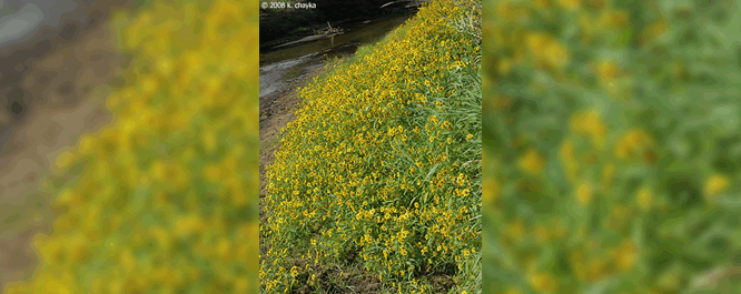 This native annual is an indicator species of shallow marsh annual habitats. It typically exhibits a sporadic occurrence but can grow in dense colonies on disturbed or open areas. 
<br></br>
Image Credit: K. Chayka,  <i>MinnesotaWildflowers.info</i>