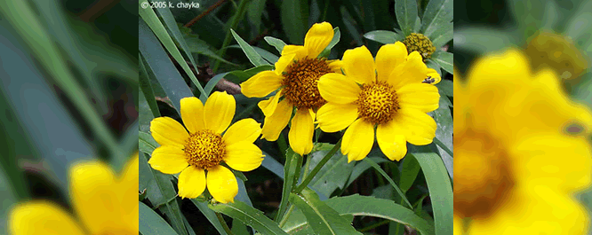 The flower is typically 1-2 inches in diameter with 8 oval yellow petals. The blooming period occurs during August-early October.
<br></br>
Image Credit: K. Chayka, <i>MinnesotaWildflowers.info</i>