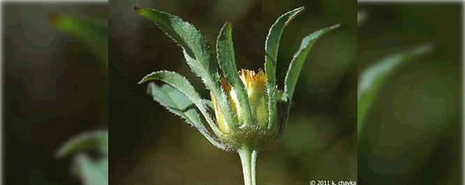 The outer bracts surrounding the flower are thin and of varying lengths. The plant's flowering season ranges from July-October.
<br></br>
Image Credit: K. Chayka, <i>MinnesotaWildflowers.info</i>