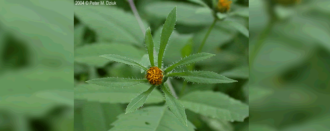 This annual herb is common in shallow marsh annual habitats. It is one of the most widespread and common of the <i>Biden spp.</i> Single plants can have 1-3 flowering heads, characterized by a petal-less orange disk surrounded by long and hairy outer bracts. 
<br></br>
Image Credit: Peter M. Dziuk, <i>MinnesotaWildflowers.info</i>