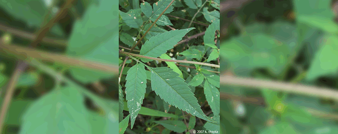 The leaves are pinnate, occurring in groups of 3-5. They are arrow-shaped with narrow tips, wide bases and have serrated edges with a hairy underside. The stem is square, smooth, and branched. Plant height ranges from 1-3 feet.
<br></br>
Image Credit: K. Chayka, <i>MinnesotaWildflowers.info</i>
