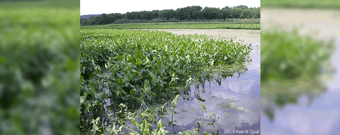 Arrowhead <i>Sagittaria spp.</i> stands are a common indicator of deep marsh habitats. The plants were cultivated extensively by American indigenous peoples for their edible tubers. They are also an important food source for beavers, muskrat, and porcupines. The seeds are consumed by several duck species.
<br></br>
Image Credit: Peter M. Dziuk, <i>MinnesotaWildflowers.info</i>