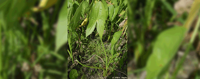 Broadleaf Arrowhead leaves tend to be wide in shallow water or drier habitats.
<br></br>
Image Credit: Peter M. Dziuk, <i>MinnesotaWildflowers.info</i>