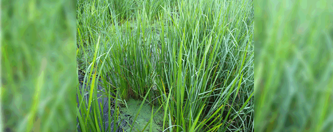 Without the presence of flowers or fruit, identifying bur reeds can be a challenge.
<br></br>
Image Credit: Andrew Sabai