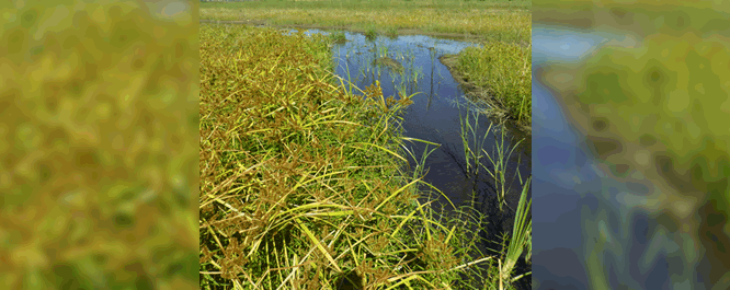 This annual plant can be found on mudflats, riverbanks, and in shallow marshes.
<br></br>
Image Credit: Max Licher, <i>Consortium of Intermountain Herbaria </i>
Image Modified by Matt Jacobson, <i>UMRBA</i>