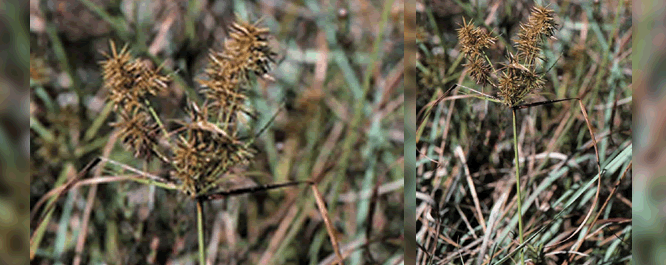 This annual plant, known for its red roots, can be found throughout North America in shallow marshes, ditches, and river banks. It can grow to be a meter tall, but is typically shorter. 
<br></br>
Image Credit: Larry Allain, <i>Courtesy of the USGS National Wetlands Research Center</i>