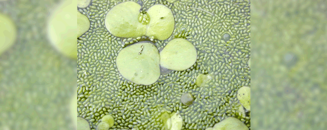Duckweeds are common in open water habitats. Some of the smallest flowering plant species in the world, duckweeds are able to quickly reproduce and overtake the surface of smaller wetlands and ponds. The two species depicted are the larger <i>Spirodela polyrrhiza</i> and the smaller <i>Wolffia globosa</i>, which is commonly known as watermeal.
<br></br>
Image Credit: Licensed under CC BY-SA 3.0 via Commons
