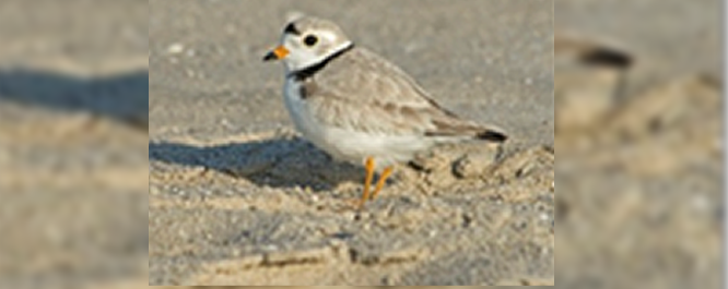 Piping Plover