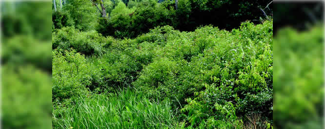 Deep Marsh Shrub