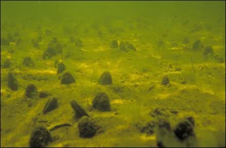 Freshwater Mussels
