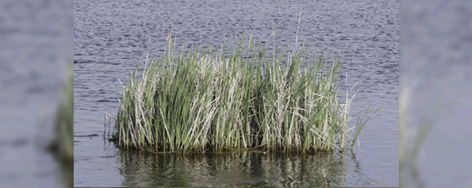 Cattail beds can expand by floating and migrating to new areas. Their rhizomes extend towards open water, allowing them to float. Floating cattail mats can also be a navigational hazard.
<br></br>
Image Credit: Andrew Sabai, <i>Winnebago Conservation Photography</i>
