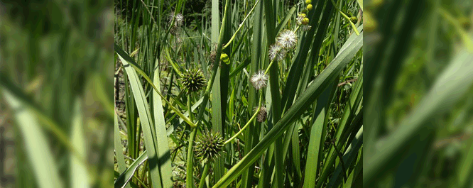 This perennial plant can be found in both deep and shallow marsh habitats, typically in 1-3 feet of water. Its height ranges from 2-6 feet with narrow leaves ranging from 1-5 feet long and 1/4-3/4 inches across.
<br></br>
Image Credit: Dr. John Hilty