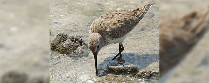 Red Dundlin
<i>Photo credit: Kelly Riccetti</i>