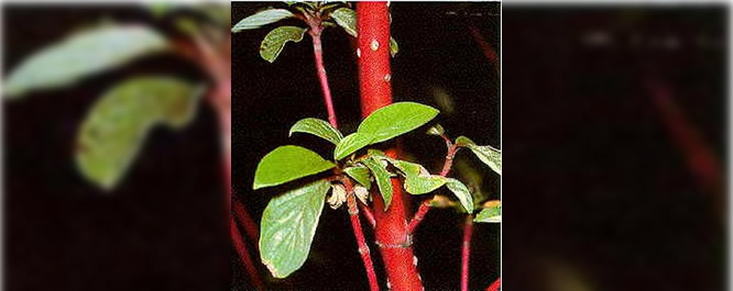 Red Osier Dogwood
Cornus spp.
<i>Photo credit: USDA</i>