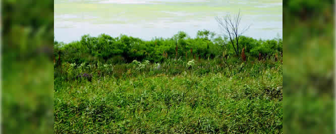 Shrubs along marsh edge
<i>Photo credit: USDA</i>
