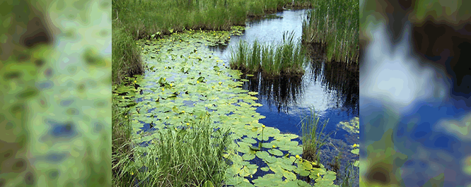 Rooted floating aquatic plants such as the water lily <i>Nymphaea spp.</i> often occur alongside emergent vegetation.
<br></br>
Image Credit: Kate Redmond, <i>Courtesy of the Wisconsin Bird Conservation Initiative</i>
