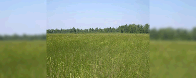 Sedge meadow in Wisconsin dominated by tussock and lake sedge. 
<br></br>
Image Credit: WI DNR