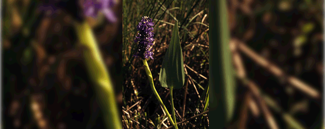 Pickerelweed is a valuable food source for a variety of fauna. Ducks and muskrats eat the fruit, while deer, geese, muskrats, snails, and carp forage the leaves, stems, and roots. The plant also provides excellent habitat for northern pike, other fish, amphibians, reptiles, insects, and aquatic mammals.
<br></br>
Image Credit: Niehaus, T.F., <i>Courtesy of the Smithsonian Institution</i>