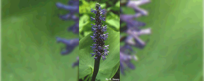 The small blue-purple flowers of the pickerelweed grow on a spike 3-4 inches in length. It flowers from June to late fall and reproduces via seed or rhizomes.
<br></br>
Image Credit: B. Steury, <i>Courtesy of the Smithsonian Institution</i>