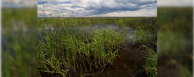 This example of the Deep Marsh Annual Habitat is dominated by wild rice <i>Zizania aquatica</i> but also includes incursions of other annual and perennial deep marsh plant species. 
<br></br>
Image Credit: Steve Eggers, <i>USACE</i>