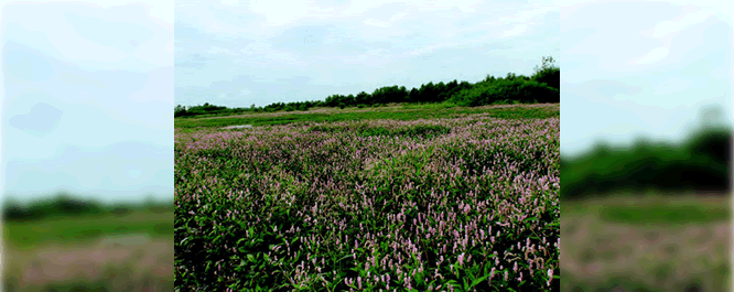 The hydrologic regime of shallow marsh annuals is typically seasonal inundation of up to six inches. With the exception of a disturbance, open water is not present.
<br></br>
Image Credit: USGS