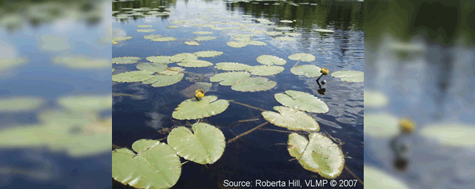 Spatterdock bed rooted in open water.
<br></br>
Image Credit: Roberta Hill, <i>VLMP</i>