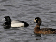 Greater Scaup
Aythya spp.