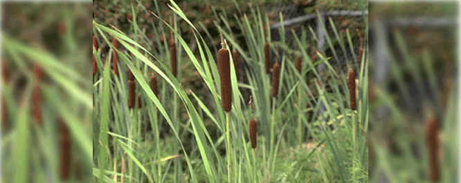 This perennial plant can be identified by its stout brown fruit as compared to narrowleaf <i>Typha angustifolia</i> and hybrid <i>Typha x glauca</i> cattail species. It tends to be out competed by the latter two species and occurs in less dense stands.
<br></br>
Image Credit: Russell, G.F., <i> Courtesy of the Smithsonian Institution</i>