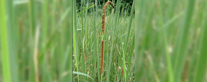 This perennial plant is a hybrid between broadleaf <i>Typha latifolia</i> and narrowleaf <i>Typha angustifolia</i> cattail species. It tends to retain the separation of male and female flowers of the narrowleaf cattail and the sturdy, thick flowers of the broadleaf cattail. This species is extremely aggressive and can rapidly displace other important emergent perennial plants. 
<br></br>
Image Credit: WI DNR staff