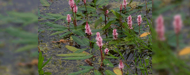 Also known as longroot smartweed, water knotweed, or amphibious bistort, this perennial aquatic plant grows in many types of inundated habitat, including shallow marshes. 
<br></br>
Image Credit: Slander van der Molen, 2007.