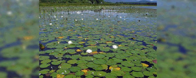 Water lilies often occur as dense beds in mucky or silty bottom water bodies up to 5 feet deep.
<br></br>
Image Credit: Maine Department of Agriculture, Conservation and Forestry