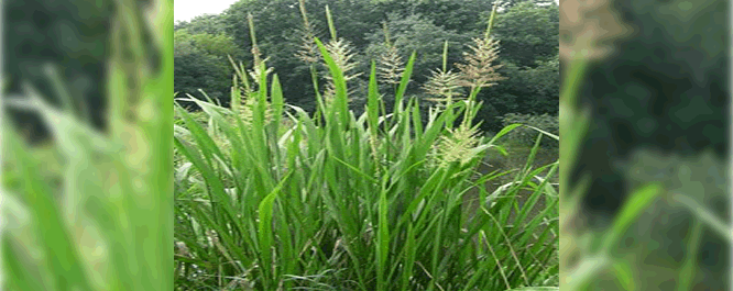 Wild rice can reach heights of 10 feet. It's flat leaves can be two inches wide and three to four feet in length.
<br></br>
Image Credit: Merel R. Black