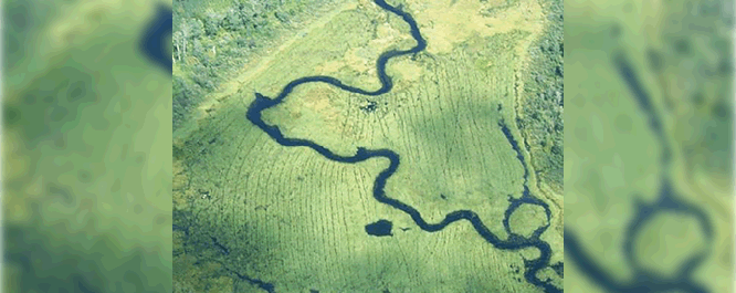 Aerial shot depicting harvest paths through a wild rice bed in northern Wisconsin.
<br></br>
Image Credit: WI DNR