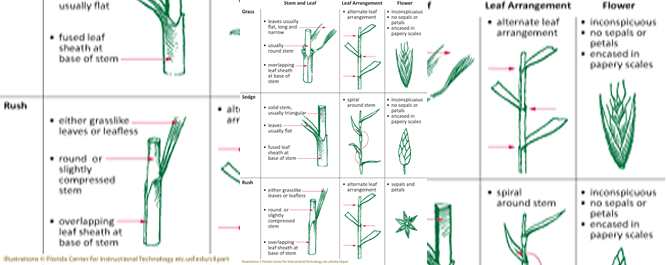 Grasses, rushes, and sedges are difficult to identify in the field. Use this chart to distinguish between the three.
<br></br>
Image Credit: Du Page County Forest Preserve District