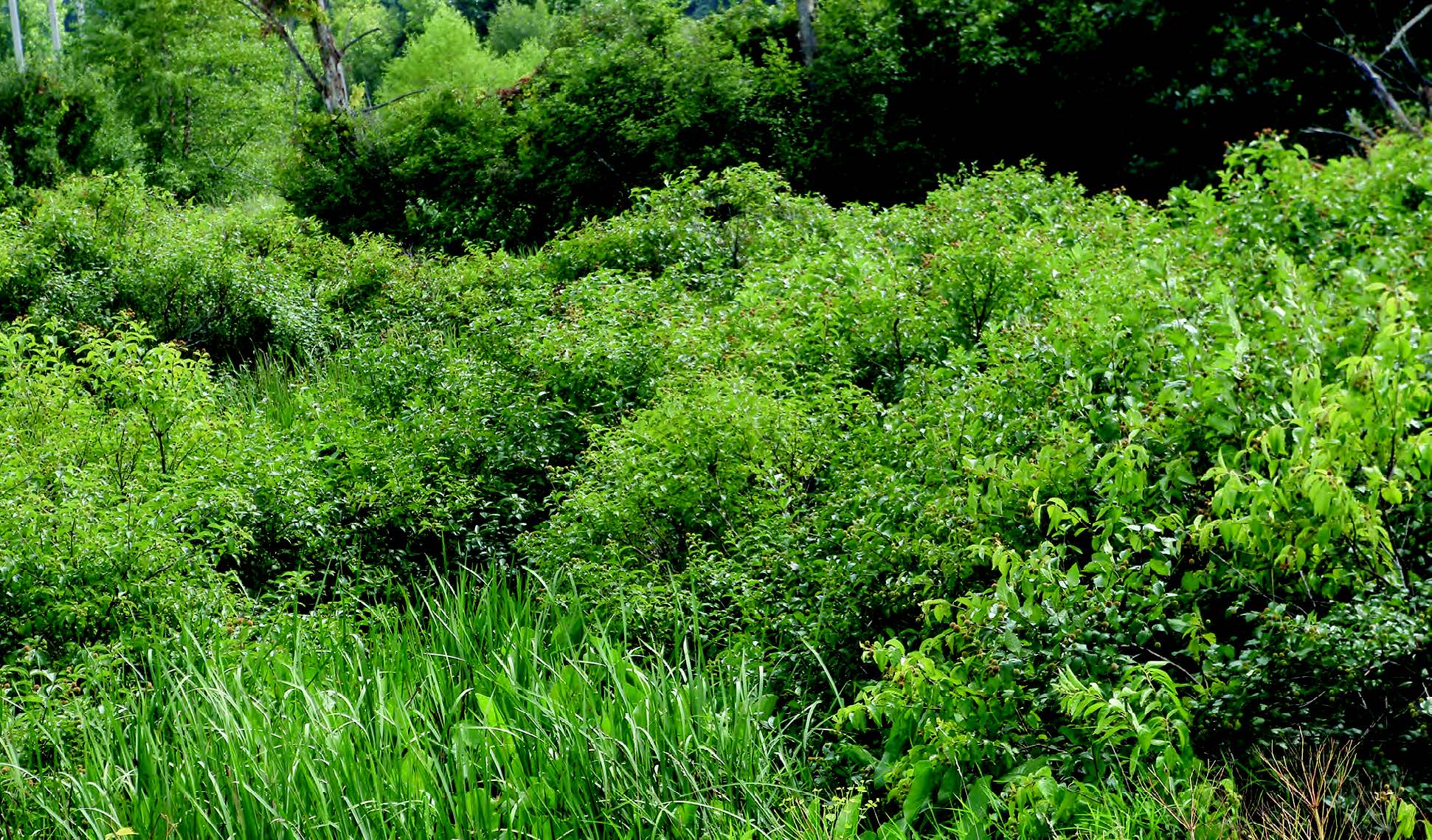 Habitat Fact Sheets