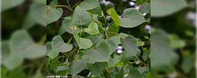 Cottonwood - Populus spp.