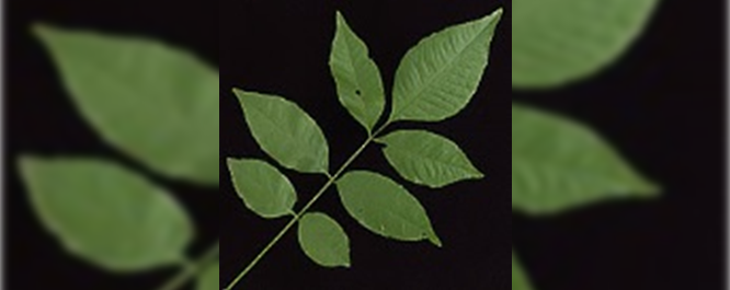 Green Ash - Ulmus spp.