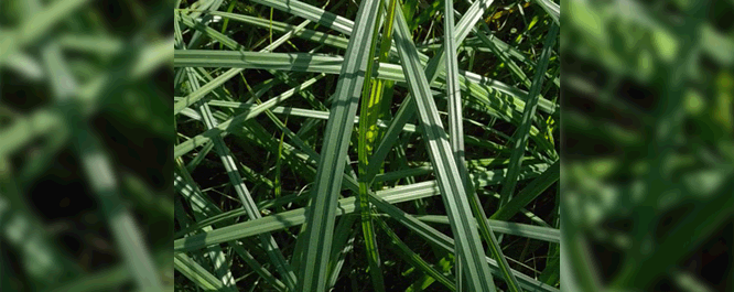 Reaching up to 20 mm in diameter, lake sedge leaves are very wide, and serve as a distinguishing factor between other sedge meadow species.
<br></br>
Image Credit: Dr. John Hilty, <i>Illinois Wildflowers</i>