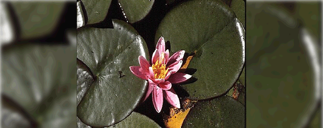 Invasive and nonnative water lilies tend to have bright pink, purple, or red flowers.
<br></br>
Image Credit: State of Washington Department of Ecology