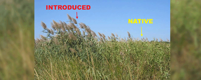Phragmites, or common reed, is often considered to be an invasive wetland species. However, the subspecies <i>Phragmites australis subsp. americanus</i> is native to North America while the subspecies <i>Phragmites australis subsp. australis</i> has been steadily displacing native phragmites. 
<br></br>
Some key differences between the native and nonnative phragmites species can be found by following the native vs. nonnative phragmites link located in the References/Additional Information section. 
Image Credit: <i>2008 Fact Sheet: Giant Reed, Plant Conservation Alliance, Alien Plant Group</i>