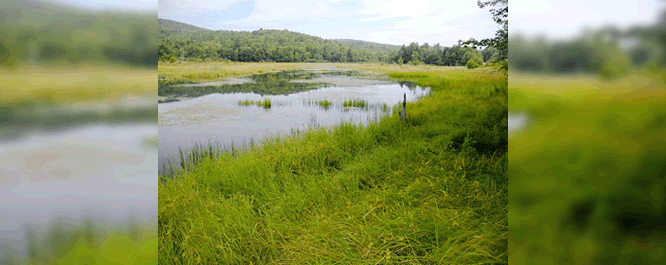 Sedge meadows can coincide with shallow marshes and wet meadows. Typically, sedge meadows have little standing water, but heavily saturated soils.
<br></br>
Image Credit: Dan Sperduto,<i>Courtesy of New Hampshire Division of Forests and Lands</i>