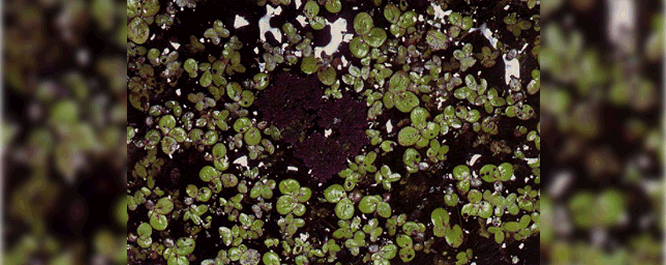 This aquatic plant is similar to Lesser Duckweed, but it is much larger and often has multiple leaves. It is also a valuable food source for waterfowl.
<br></br>
Image Credit: Robert H. Mohlenbrock, <i>Courtesy of the USDA-NRCS PLANTS Database</I>