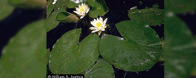 The white water lily is one of the most common rooted floating aquatic perennials in the United States. It grows rooted in mud or silt bottoms in up to 5 feet of water. Each plant consists of one emergent white flower with a yellow center, surrounded by floating round leaves ranging from 6-12 inches in diameter. The leaves are predominately green but may contain patches of yellow. The plant reproduces by seed but also through rhizomes, which can result in the proliferation of dense mats in open water or disturbed areas.
<br></br>
Image Credit: William S. Justice, <i> Courtesy of the Smithsonian Institution</i>
